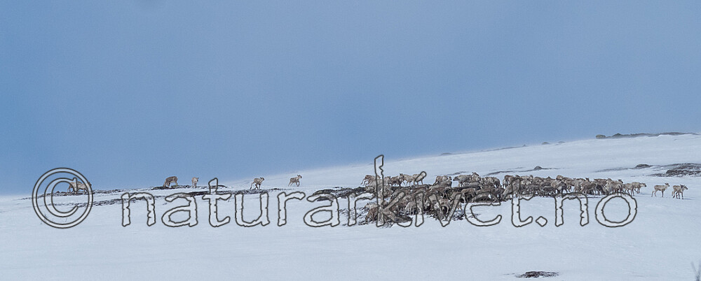 P4121376 / Rangifer tarandus / Rein