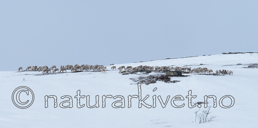 P4121396 / Rangifer tarandus / Rein