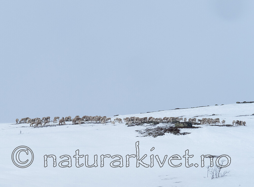 P4121399 / Rangifer tarandus / Rein