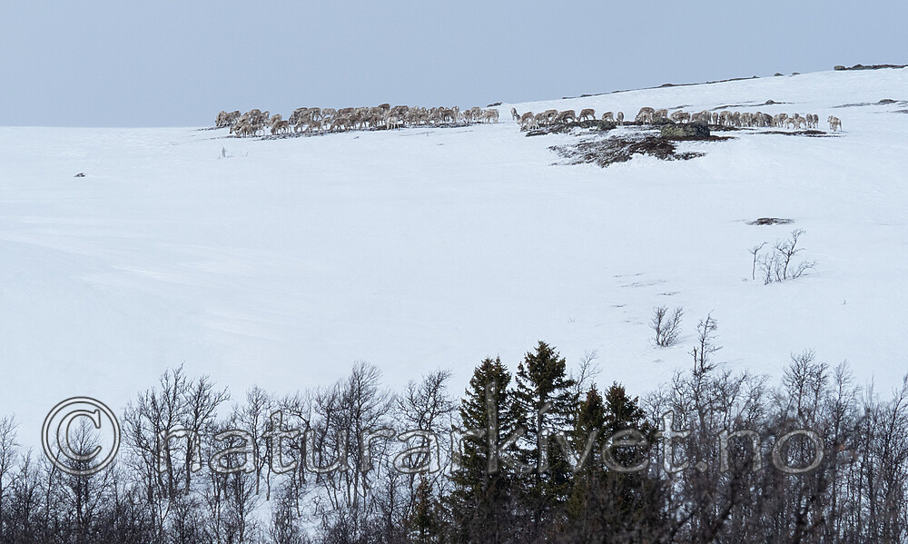 P4121402 / Rangifer tarandus / Rein