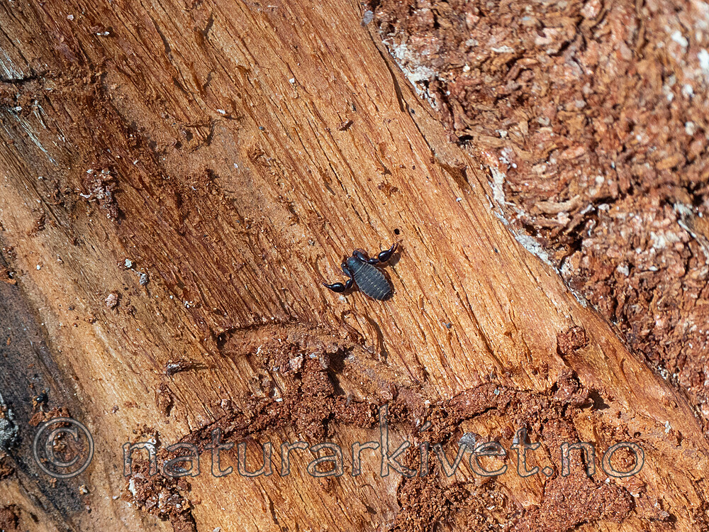 P5051459 / Dendrochernes cyrneus / Barkskorpion