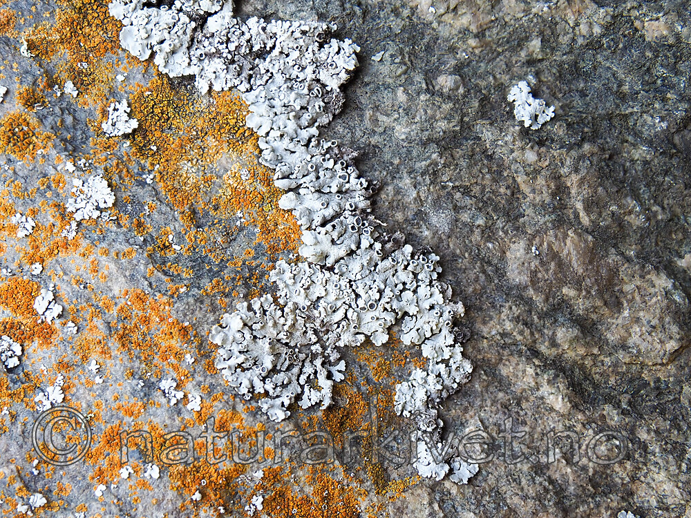 P5095782 / Physcia magnussonii / Rimrosettlav