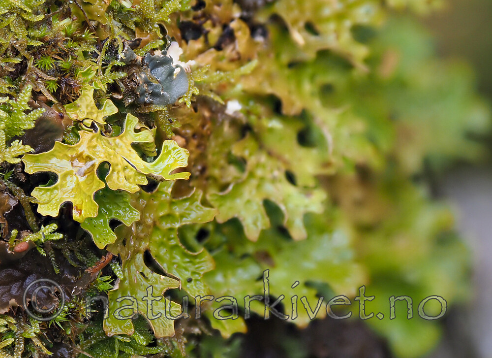 P5115855-2 / Lobaria pulmonaria / Lungenever