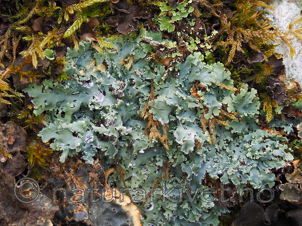 P5115950 / Heterodermia speciosa / Elfenbenslav