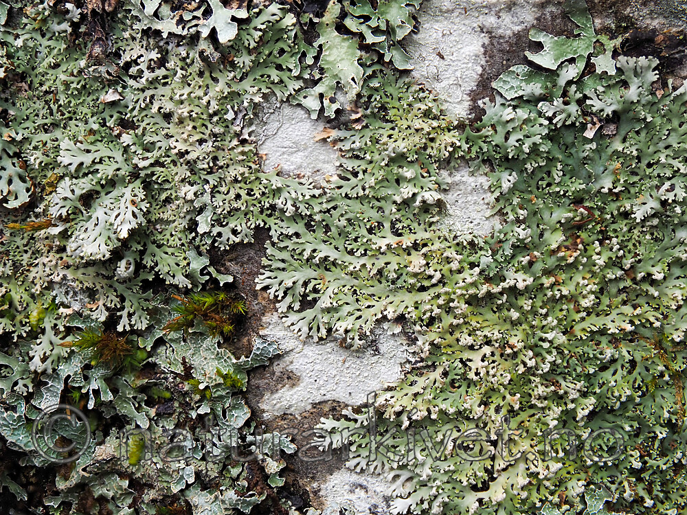 P5115977 / Heterodermia speciosa / Elfenbenslav