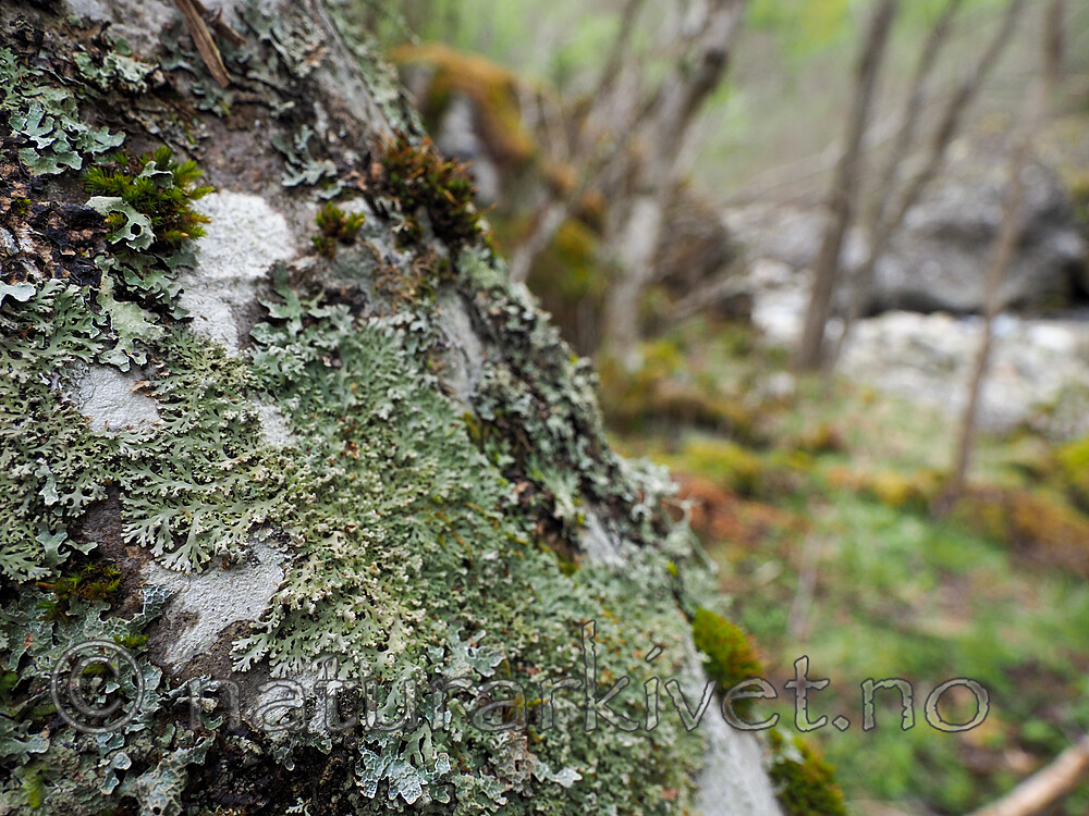 P5116005 / Heterodermia speciosa / Elfenbenslav