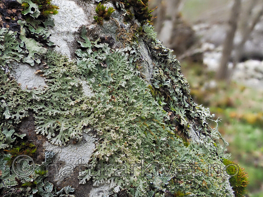 P5116025 / Heterodermia speciosa / Elfenbenslav