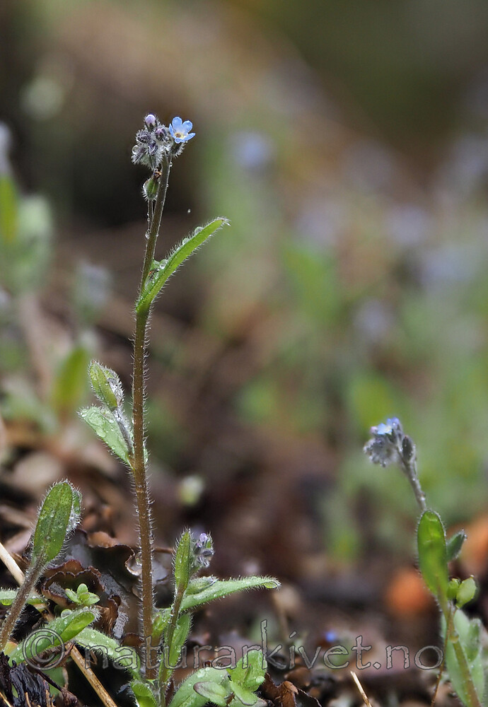 P5116098 / Myosotis stricta / Dvergforglemmegei