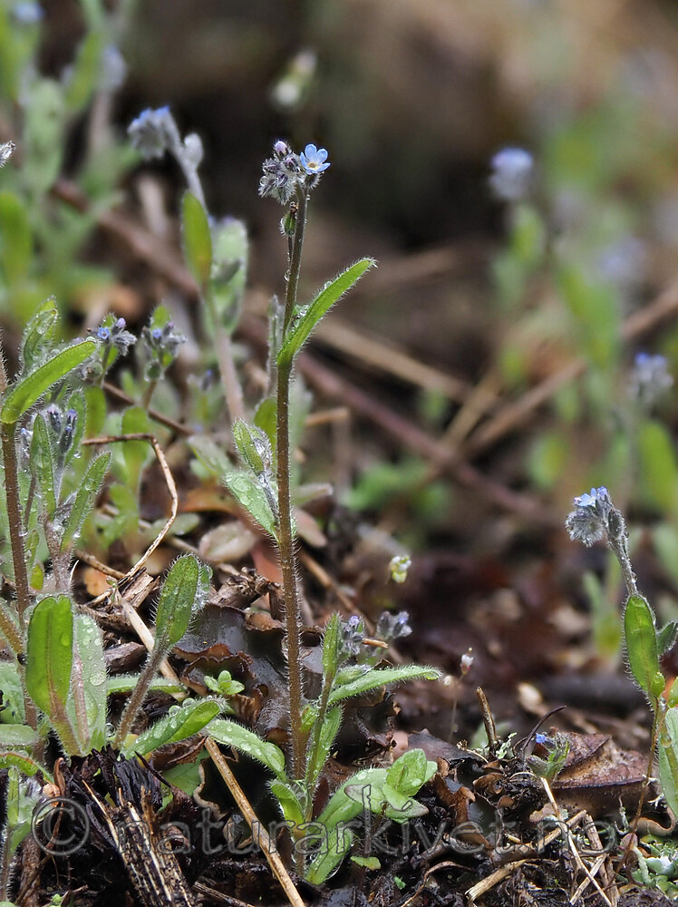 P5116116 / Myosotis stricta / Dvergforglemmegei
