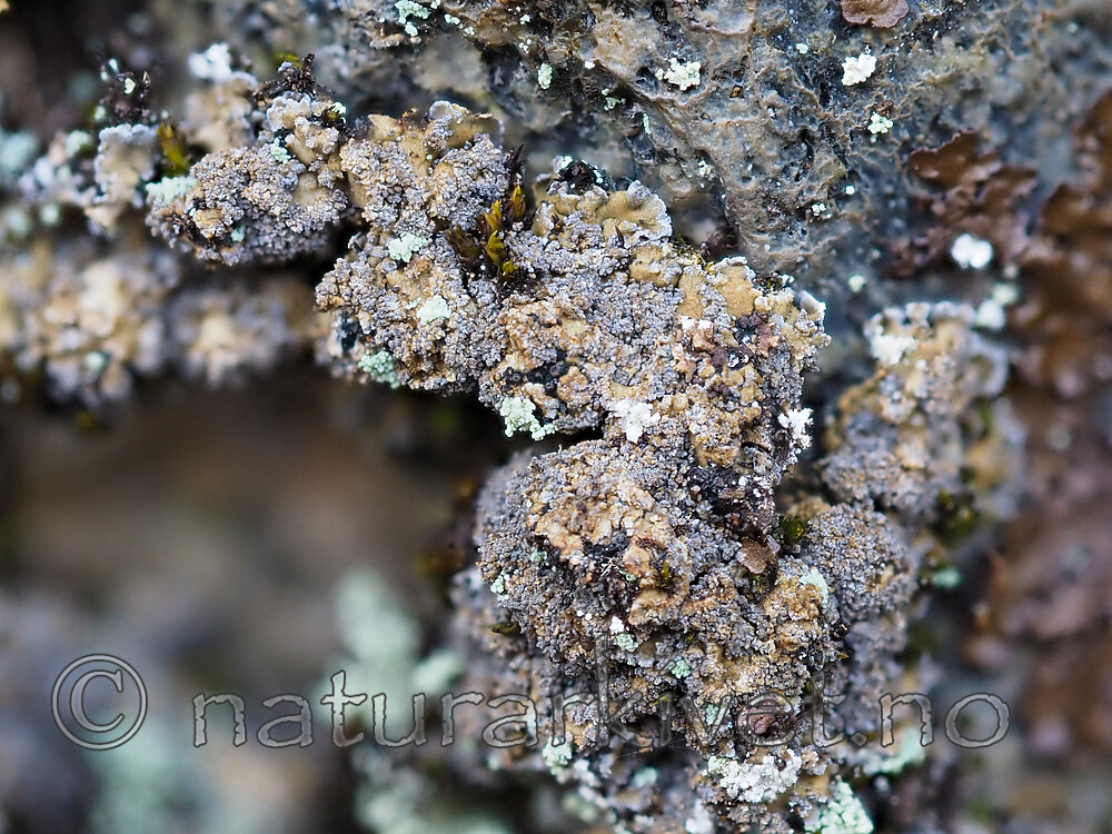 P5126393 / Fuscopannaria mediterranea / Olivenlav