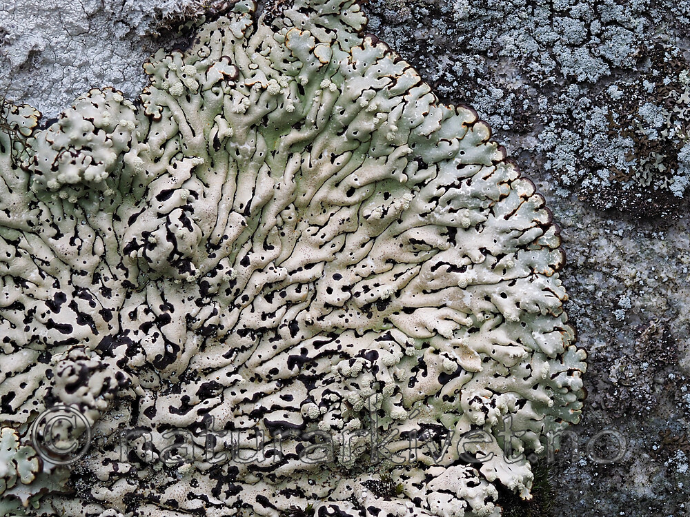 P5126517 / Menegazzia terebrata / Skoddelav