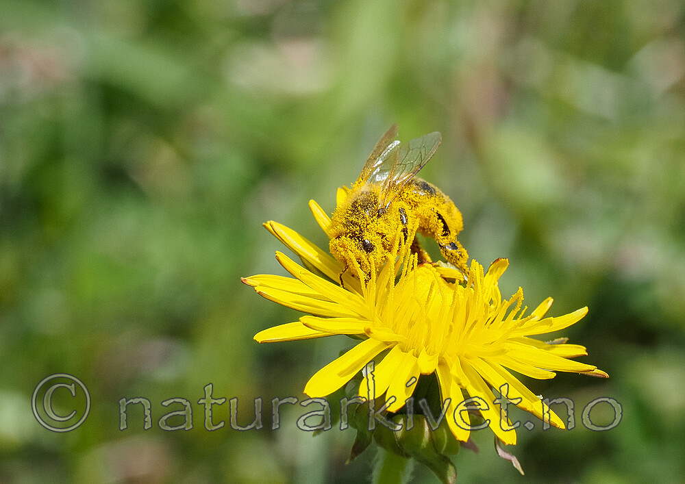 P5271672 / Apis mellifera / Honningbie