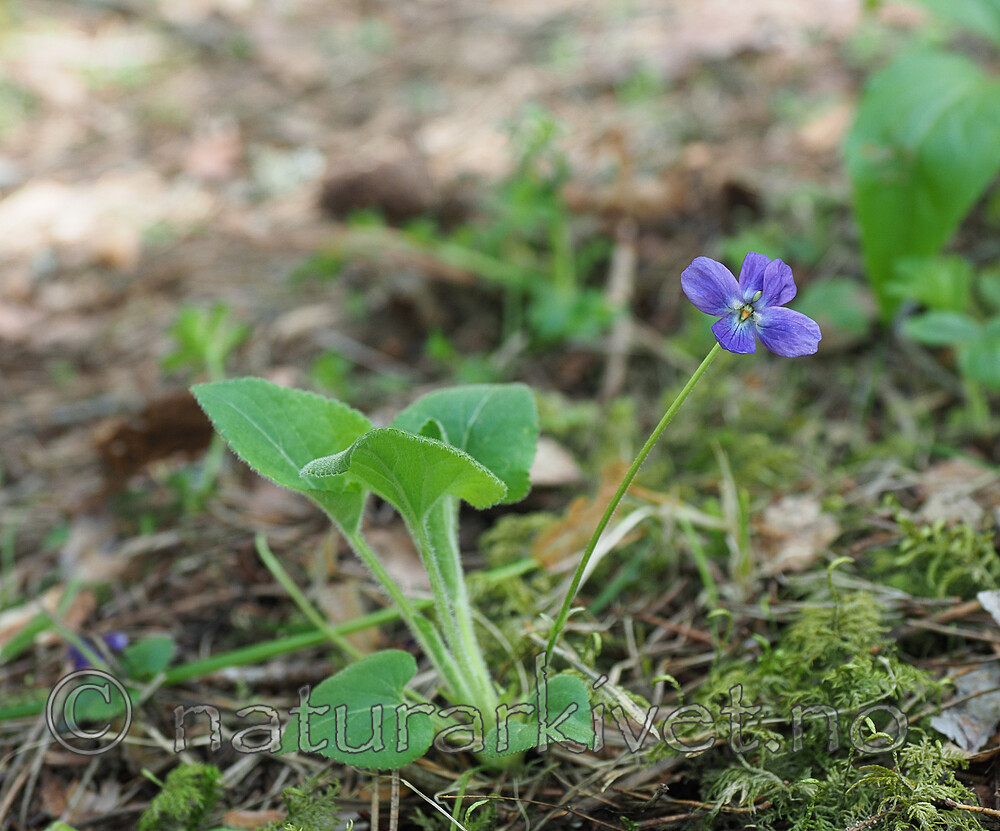 P5283507 / Viola hirta / Lodnefiol