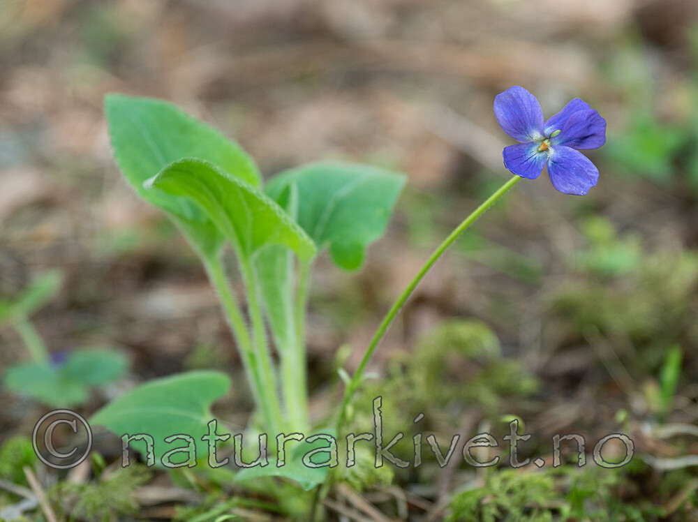 P5283532 / Viola hirta / Lodnefiol