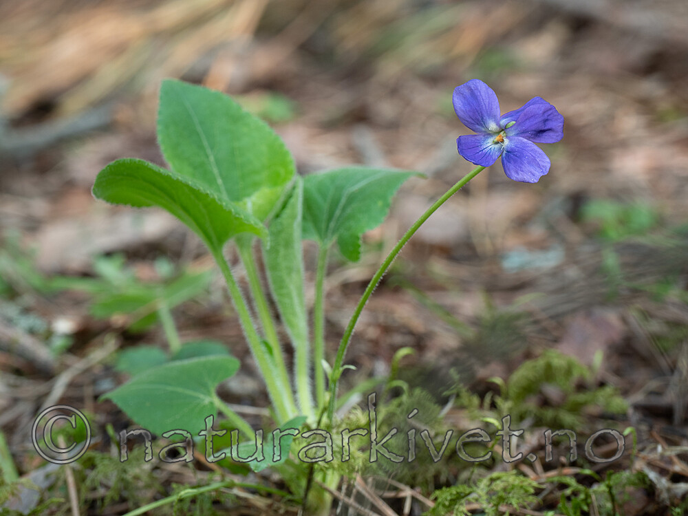 P5283556 / Viola hirta / Lodnefiol