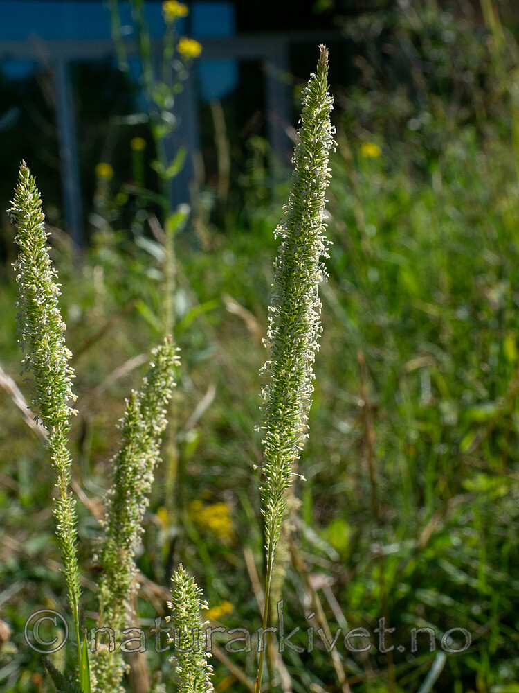 P6233587 / Phleum phleoides / Smaltimotei