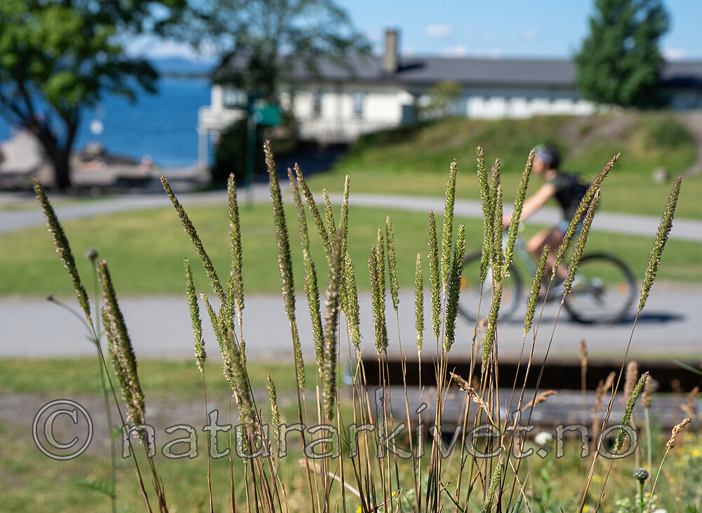 P6233623 / Phleum phleoides / Smaltimotei
