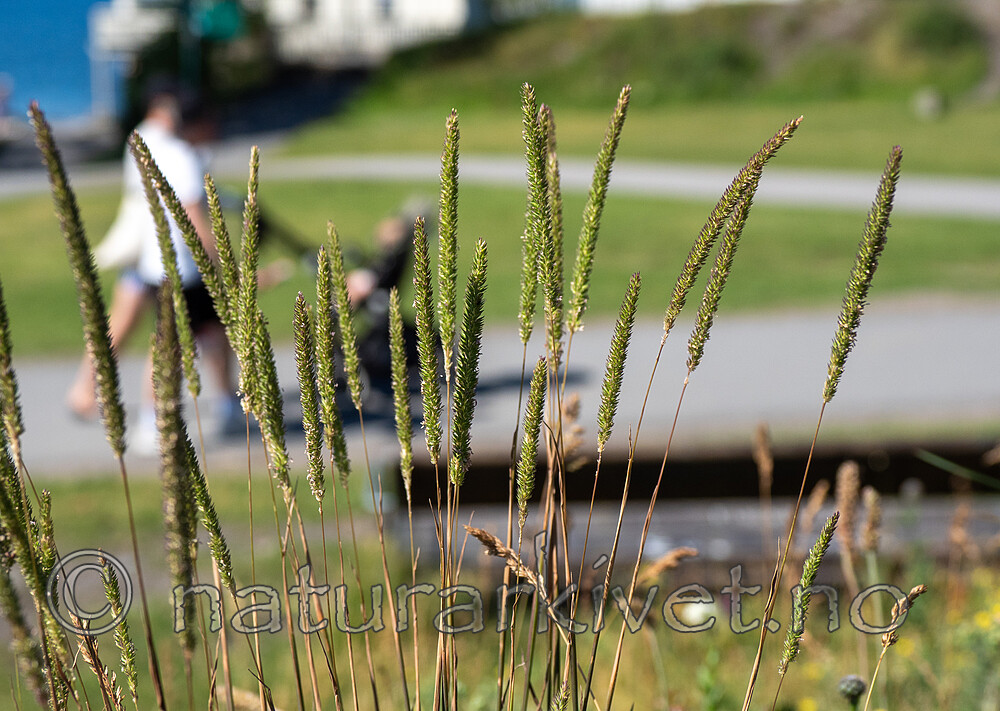 P6233636 / Phleum phleoides / Smaltimotei