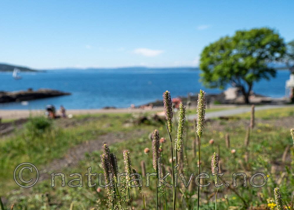 P6233649 / Phleum phleoides / Smaltimotei