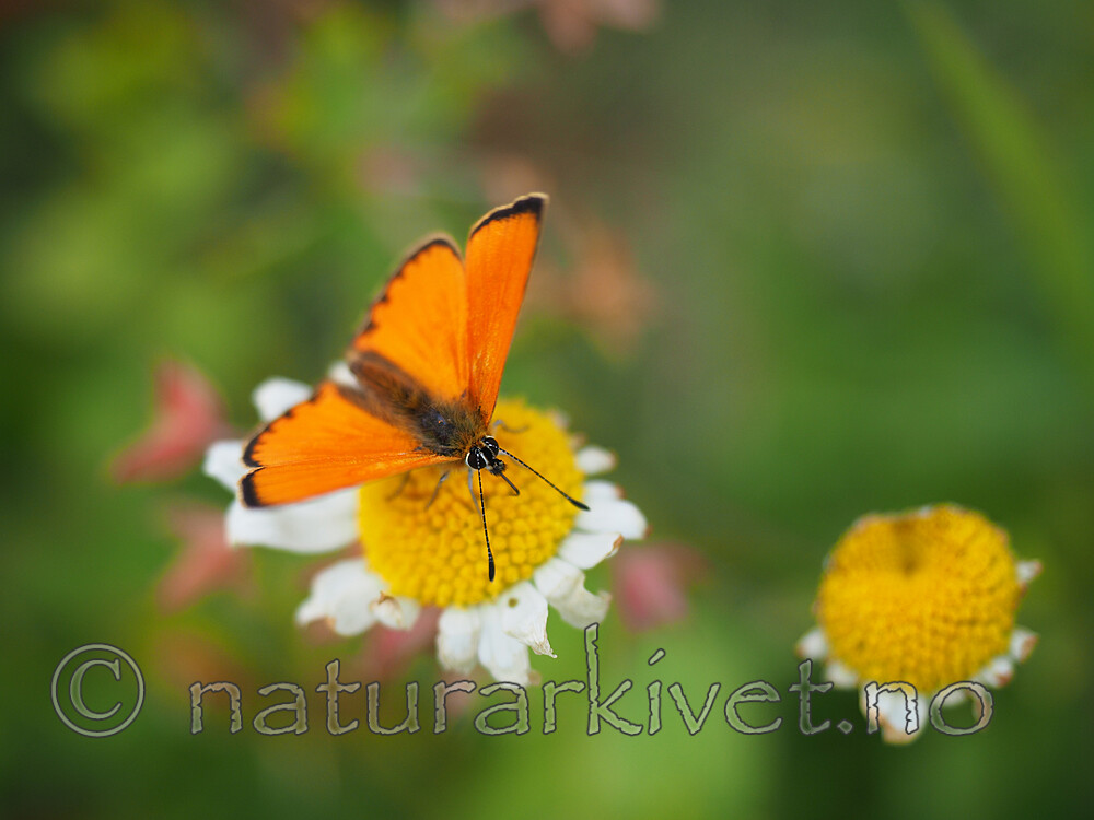 P6240018 / Lycaena virgaureae / Oransjegullvinge