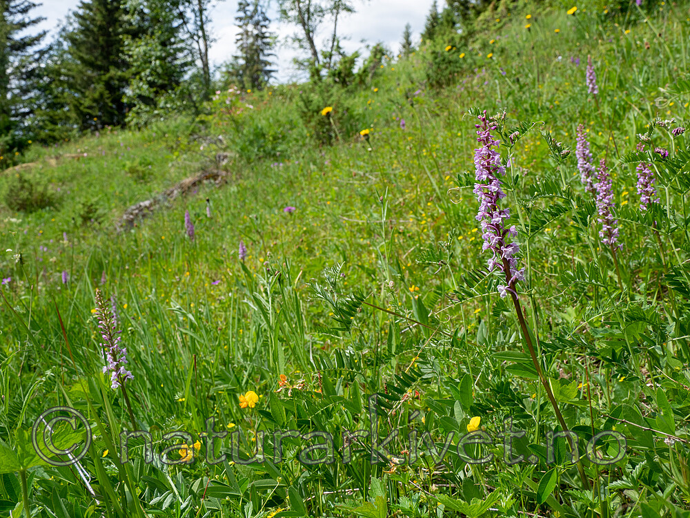 P7023733 / Gymnadenia conopsea / Brudespore