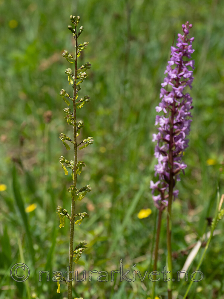 P7023742 / Gymnadenia conopsea / Brudespore <br /> Listera ovata / Stortveblad