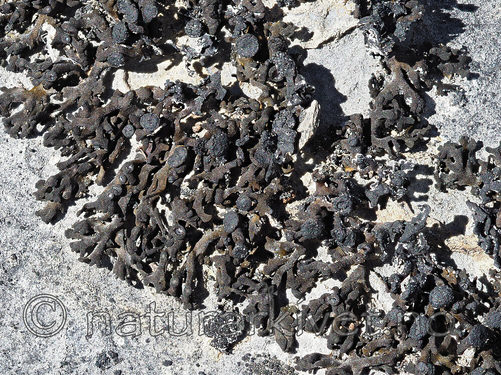 P7070252 / Callome multipartita / Vifteglye