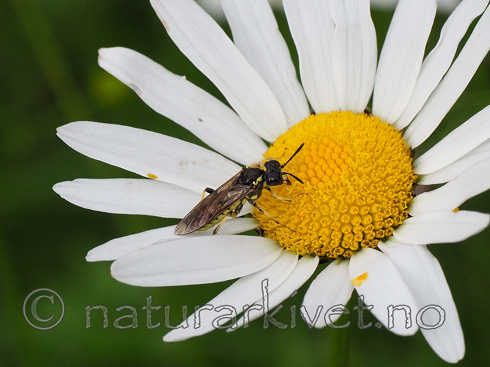 P7151936 / Leucanthemum vulgare / Prestekrage <br /> Tenthredo brevicornis