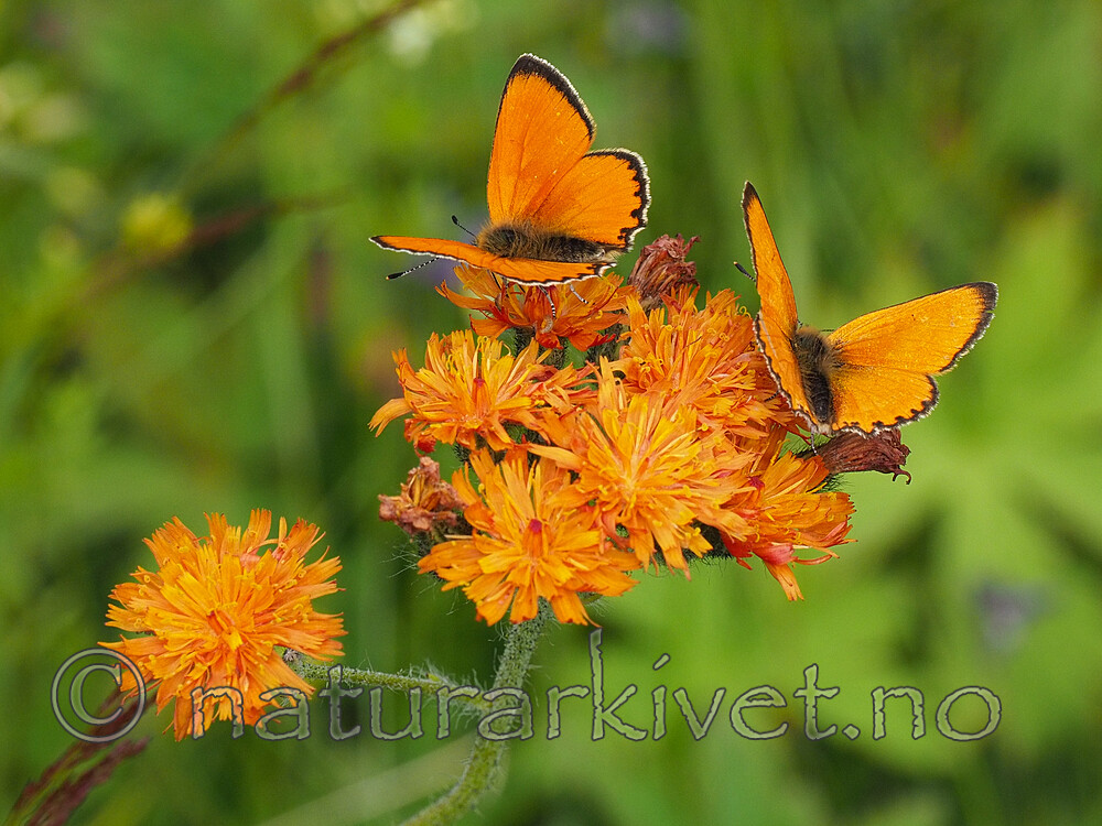 P7151938 / Lycaena virgaureae / Oransjegullvinge