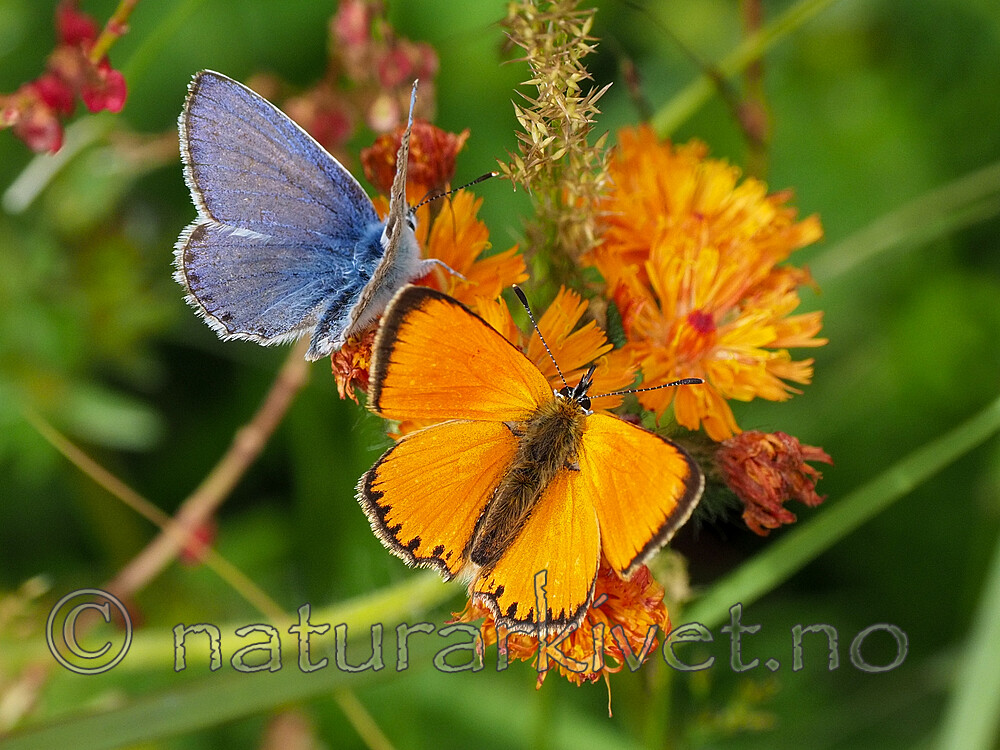 P7151966 / Lycaena virgaureae / Oransjegullvinge <br /> Polyommatus icarus / Tiriltungeblåvinge