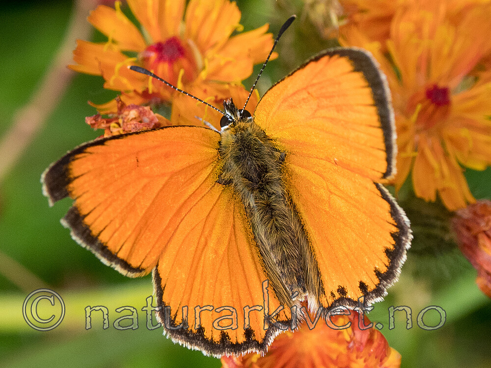 P7151969 / Lycaena virgaureae / Oransjegullvinge