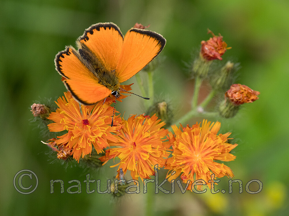 P7151976 / Lycaena virgaureae / Oransjegullvinge