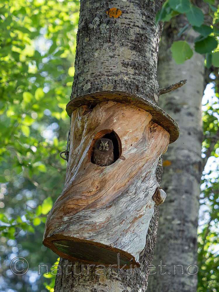 P7193775 / Aegolius funereus / Perleugle