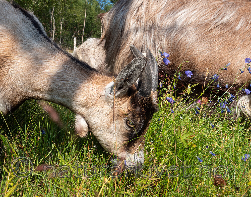 P7253917 / Capra hircus / Geit