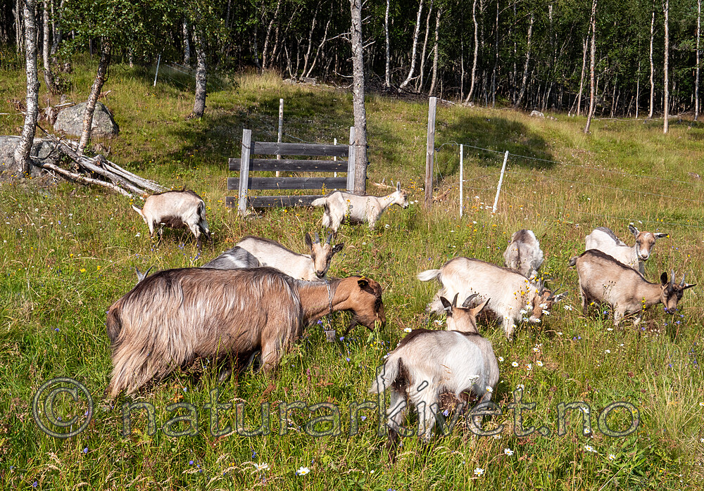 P7253922 / Capra hircus / Geit