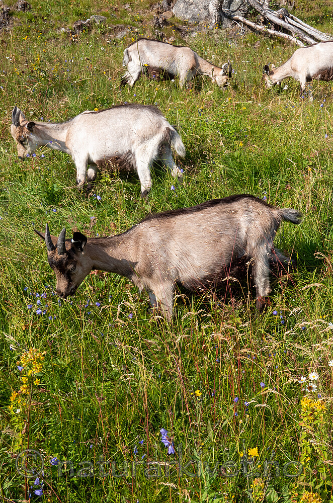 P7253949 / Capra hircus / Geit