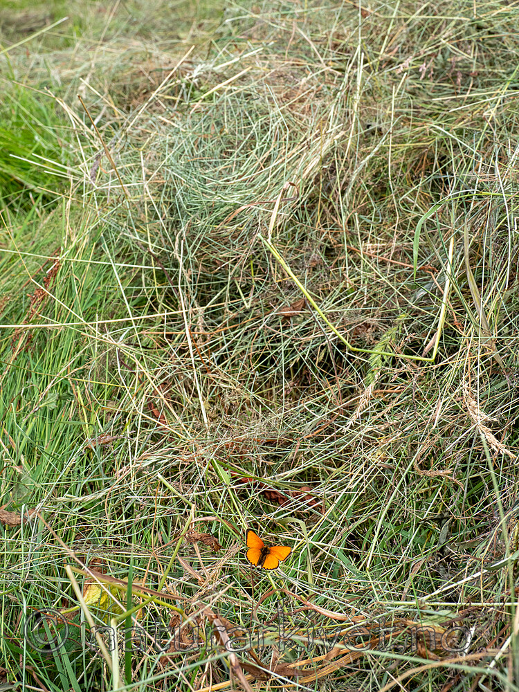 P8030029 / Lycaena virgaureae / Oransjegullvinge