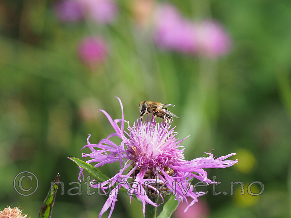 P8132385 / Eristalis interrupta / Engdroneflue