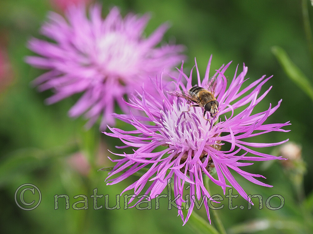 P8132395 / Eristalis interrupta / Engdroneflue
