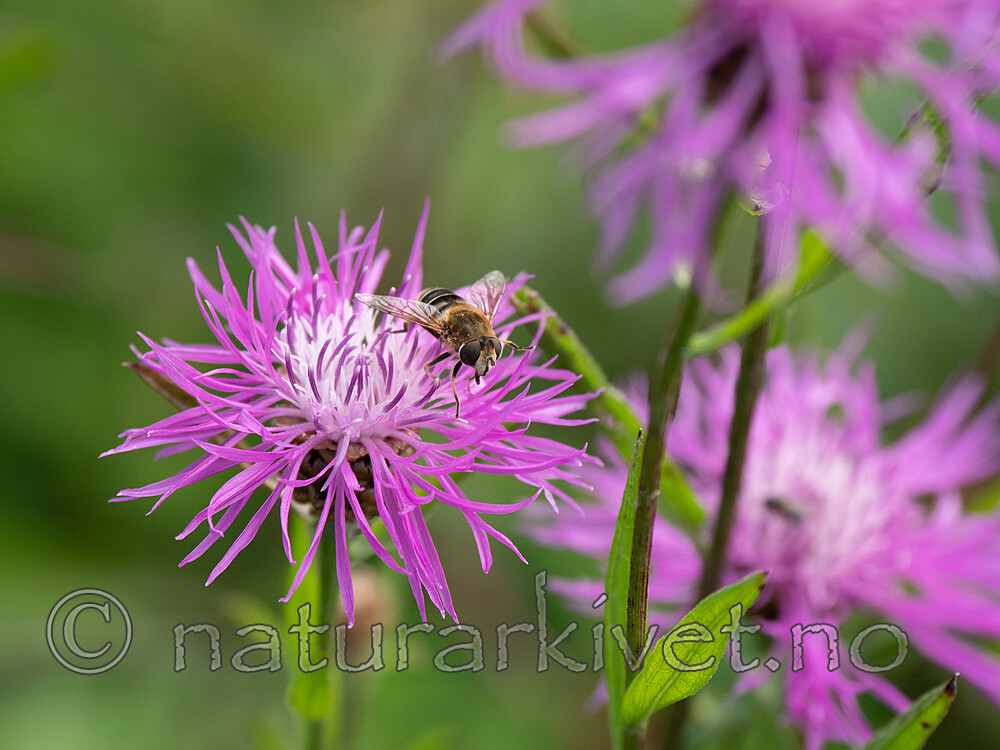 P8132402 / Eristalis interrupta / Engdroneflue