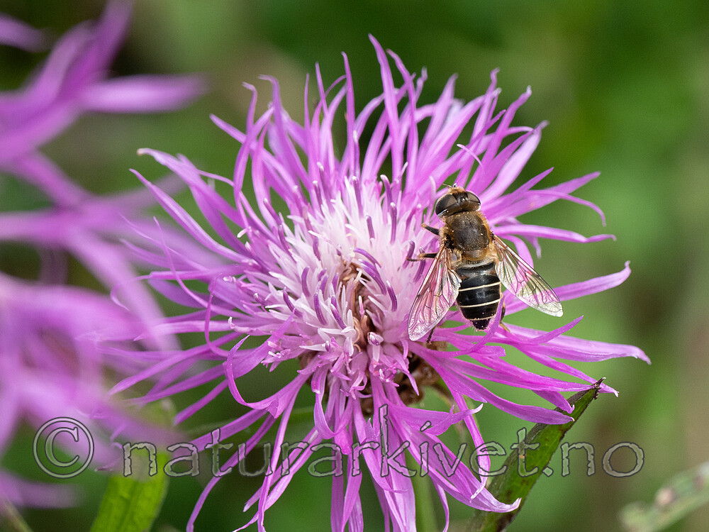 P8132419 / Eristalis interrupta / Engdroneflue