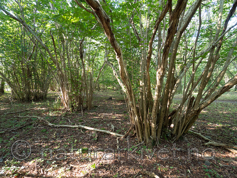 P8140065 / Corylus avellana / Hassel