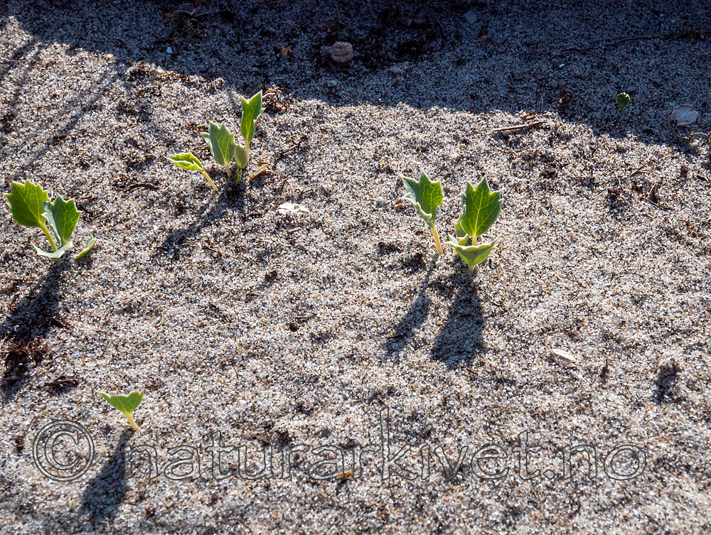 P8140168 / Eryngium maritimum / Strandtorn