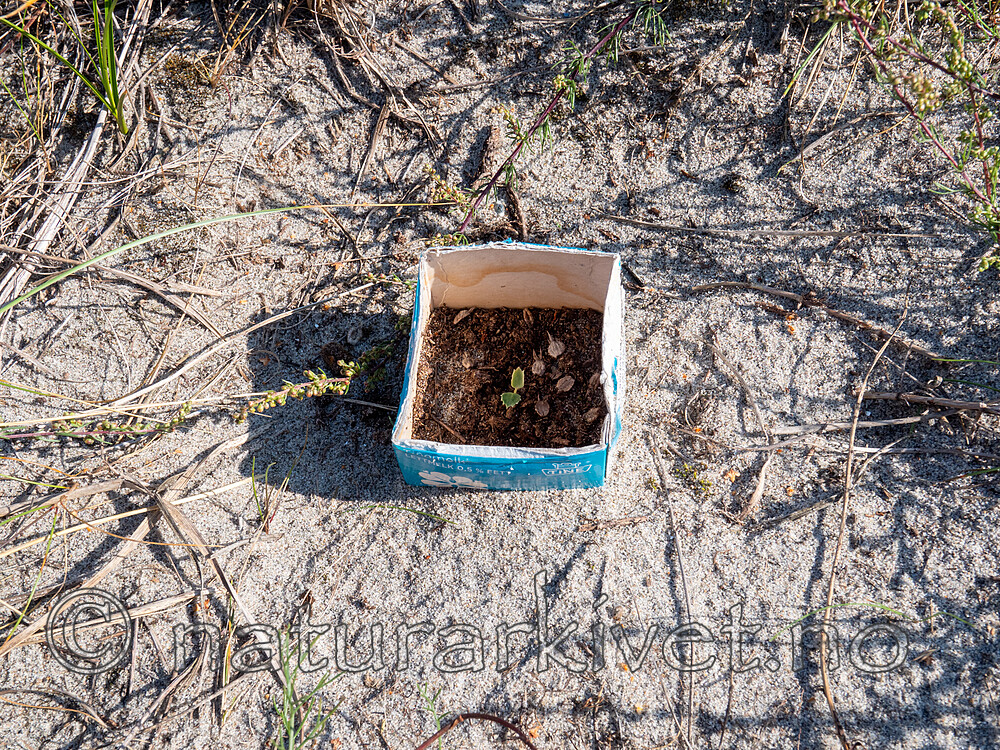 P8140186 / Eryngium maritimum / Strandtorn