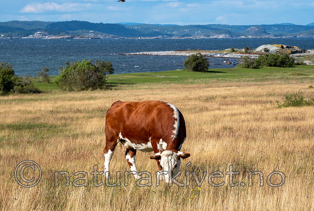 P8140274 / Bos taurus / Storfe