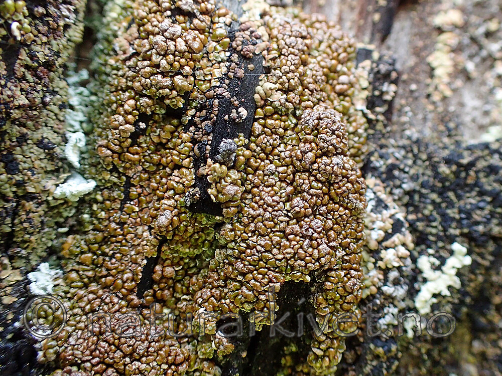 P8160647 / Carbonicola myrmecina / Mørk brannstubbelav