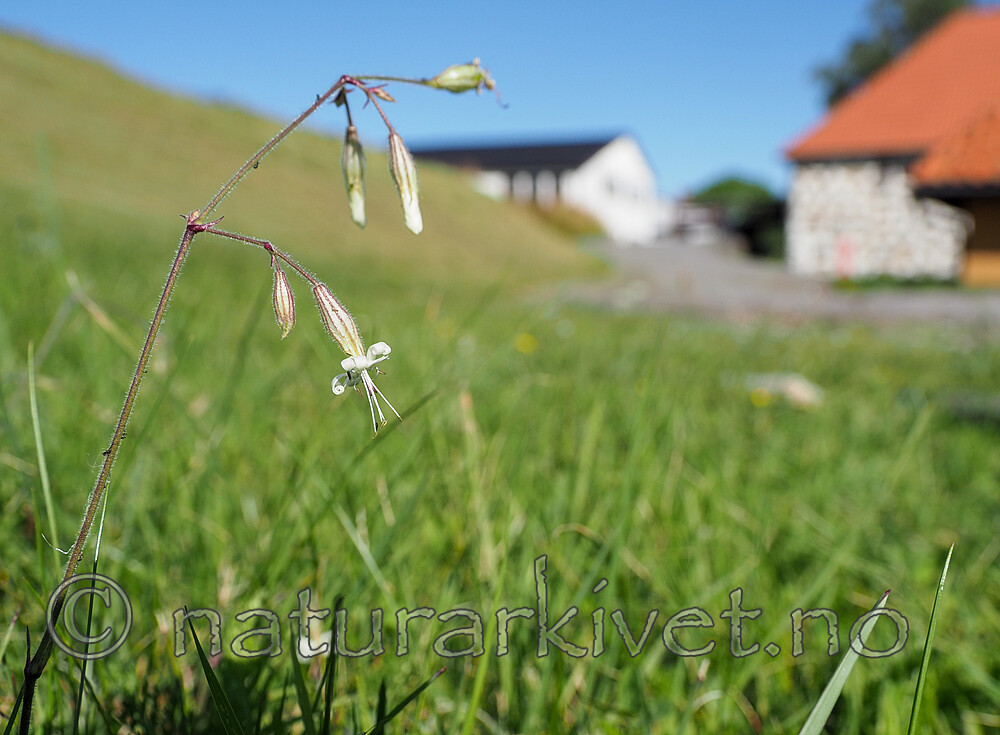 P8194041 / Silene nutans / Nikkesmelle