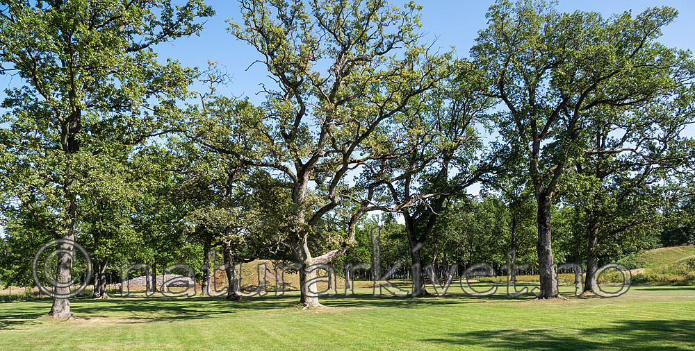 P8194084