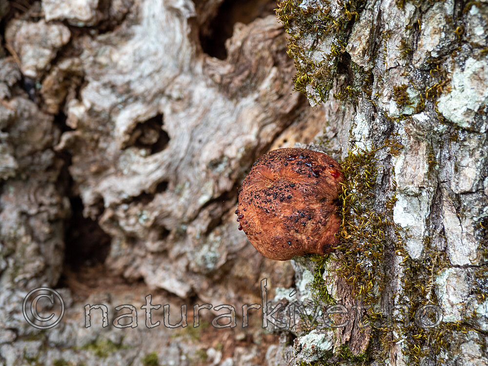 P8244119 / Fistulina hepatica / Oksetungesopp