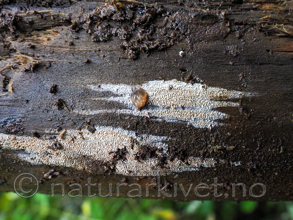 P9110422 / Mycoacia fuscoatra / Mørk vokspigg